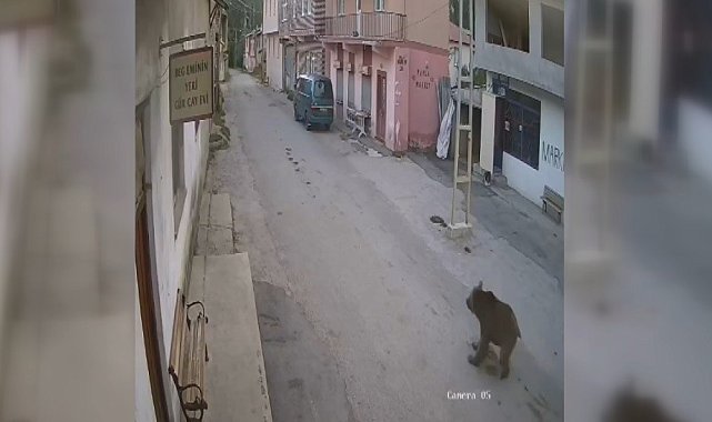 Karşısına çıkan ayıyı bağırarak korkutup kaçırdı