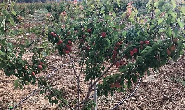 Kayısı yüz güldürüyor