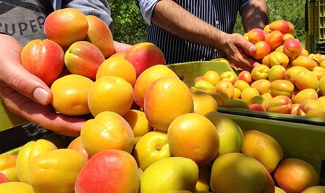 Kayısının altın yılı: Üreticinin yüzü iki kez güldü