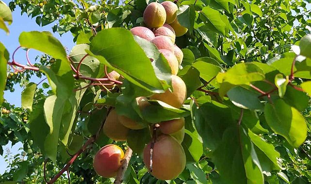 Kayısının kilosu 8 liraya düştü