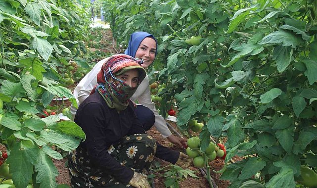 Kaymakam Saçal serada domates topladı