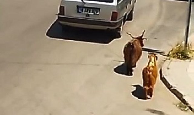 Keçileri kaçıran sürücü kamerada...