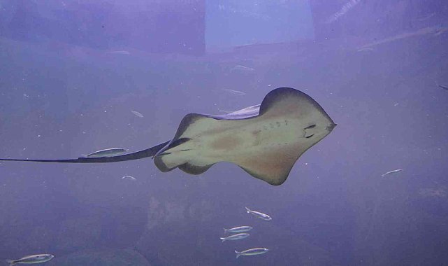 Keçiören&#039;de Deniz Dünyası&#039;nın yeni üyeleri minik vatozlar