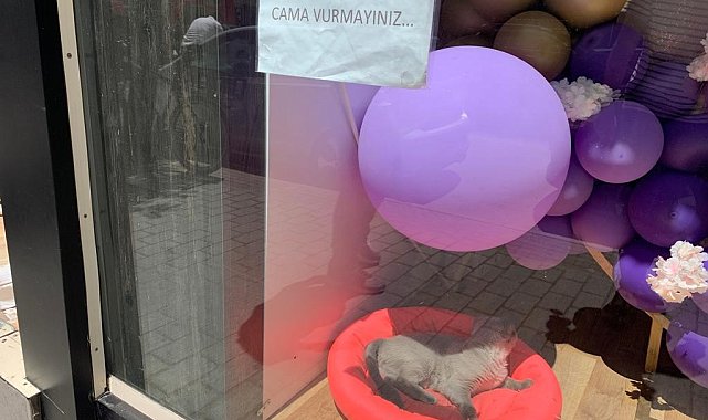 Kedisinin korkmaması adına çözümü yazı asmakta buldu