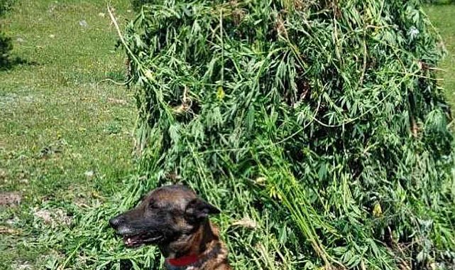 Kendiliğinden yetişen 5 bin 340 kök kenevir imha edildi