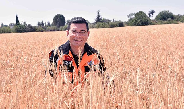 Kepez'in buğday tarlalarında hasat zamanı