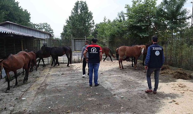 Kesime giden atları, zabıta kurtardı