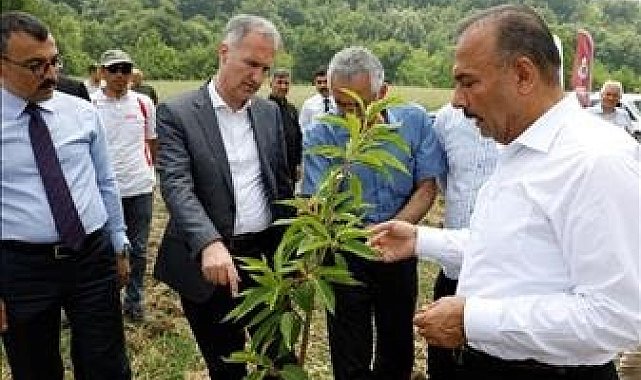 Kestane yeniden eski günlerine dönecek