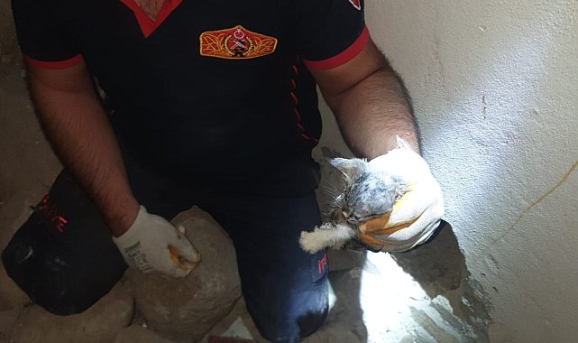 Kilis'te 4 yavru kedi kurtarıldı