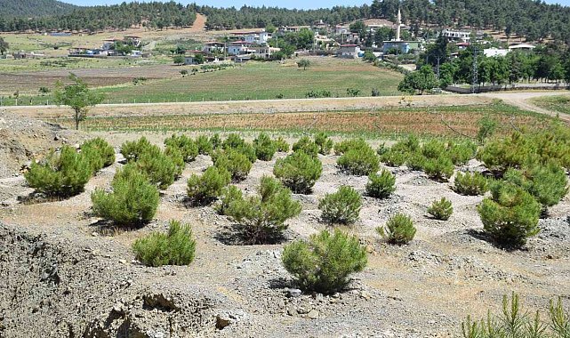 Kilis'te ağaçlandırma çalışmaları sürüyor
