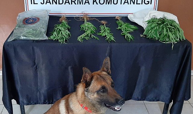 Kilis&#039;te uyuşturucu operasyonu