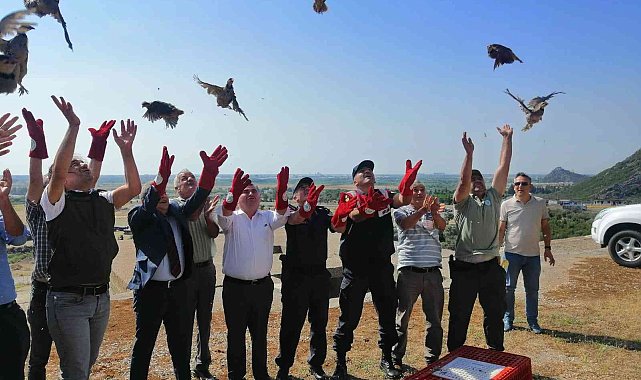 Kınalı keklikler doğaya salındı