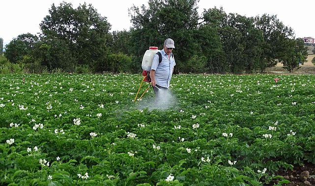 Kiraladığı patates tarlasından 90 ton ürün bekliyor