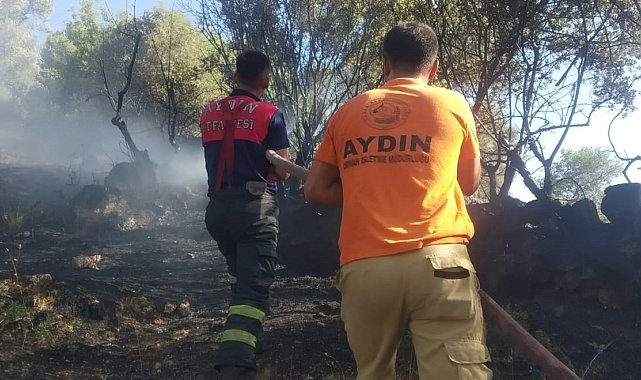 Koçarlı'da zeytinlik alanda yangın