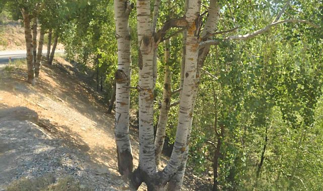 Kökleri ayrı gövdeleri bir