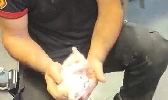 Kolon arasında mahsur kalan kedi için seferber oldular