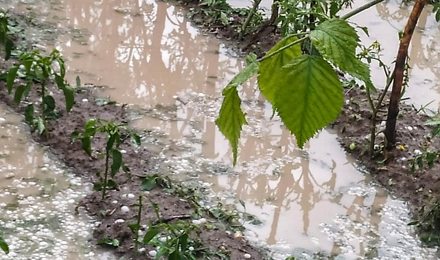 Konya'da etkili olan dolu tarım arazilerine zarar verdi