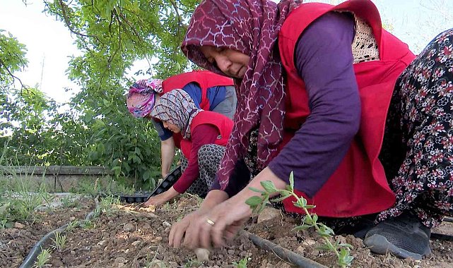Korkuteli'nde kadınlar tıbbi ve aromatik bitki yetiştirecek