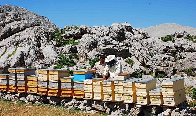 Kovanlar Ağustos ayındaki hasat için 2 bin rakımlı yaylalarda yerini aldı