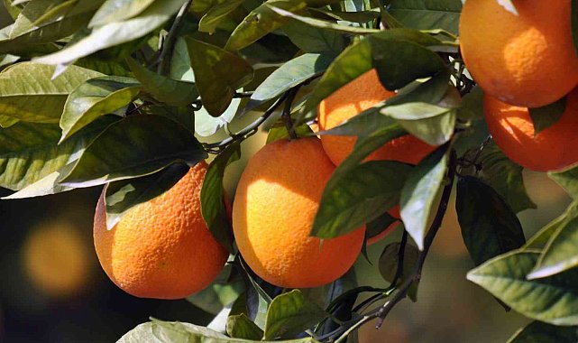 Köyceğiz Portakalı Coğrafi işaretini aldı