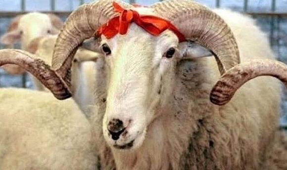 Kurbanlık fiyatları belli oldu: İşte küçükbaş ve büyükbaş kurbanlık fiyatları!