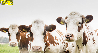 Kurbanlık fiyatları belli oldu: İşte küçükbaş ve büyükbaş kurbanlık fiyatları!