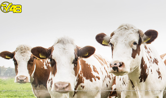 Kurbanlık fiyatları belli oldu: İşte küçükbaş ve büyükbaş kurbanlık fiyatları!