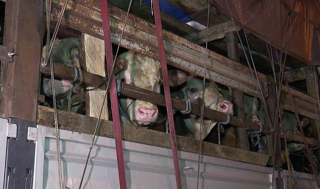 Kurbanlık hayvanlar İstanbul'a giriş yapmaya başladı