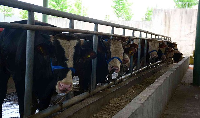 Kurbanlık hayvanlar pazardaki yerlerini aldı