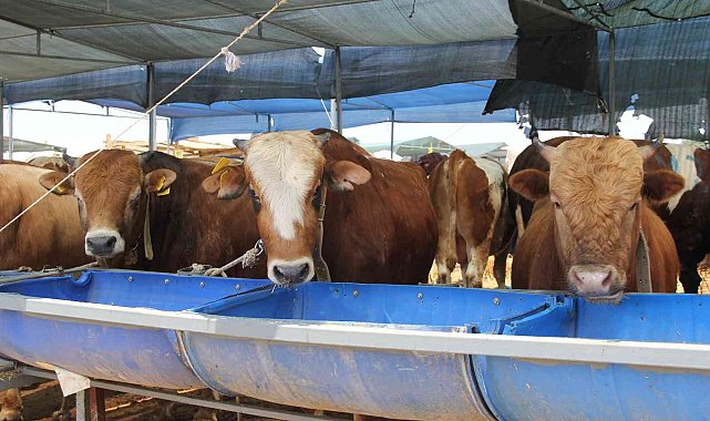 Kurbanlık hayvanlarda aranan yaş şartlarına dikkat