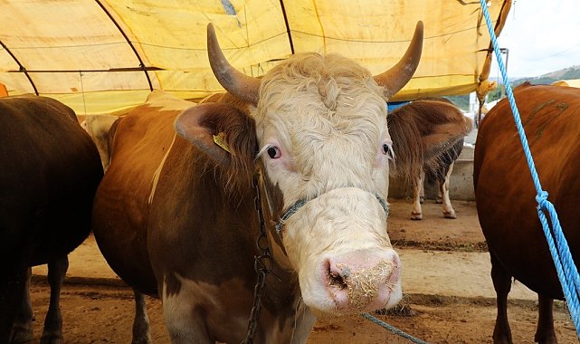 Kurbanlıklar görücüye çıktı