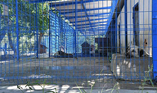 Kuşadası'nda 2022 yılının ilk beş ayında 1718 sokak hayvanı tedavi edildi