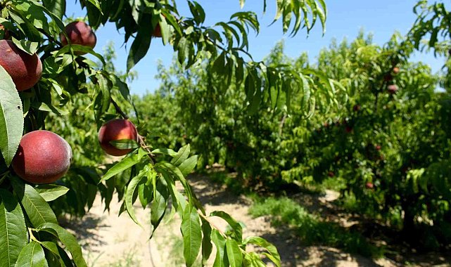 Kuşadası&#039;nda İspanyol Şeftalisi&#039;nin Hasadına Başlandı
