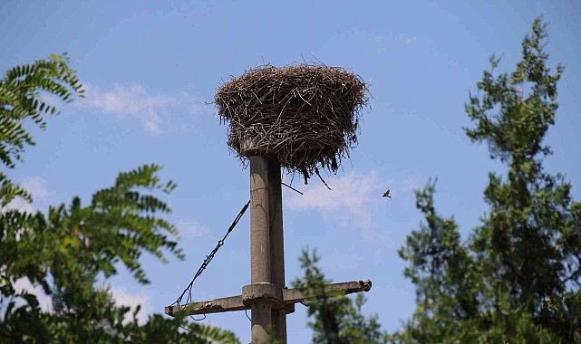 Kuşların elektrik direğine kurduğu yuva görenleri hayran bıraktı