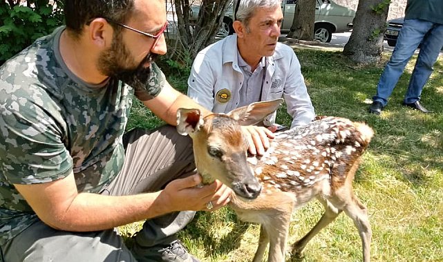 Kütahya'da köpek saldırısına uğrayan kızıl geyik yavrusu koruma altına alındı