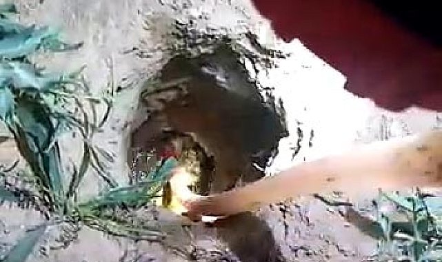 Kuyuya düşen civciv için seferber oldular