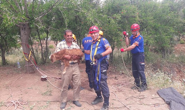 Kuyuya düşen keçiyi AFAD kurtardı