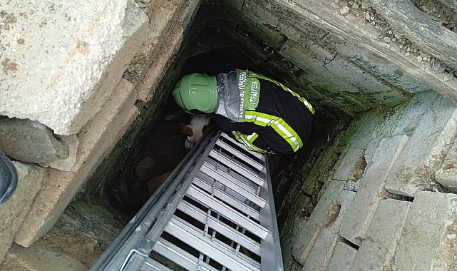 Kuyuya düşen köpek kurtarıldı