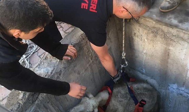 Kuyuya düşen koyunu itfaiye kurtardı
