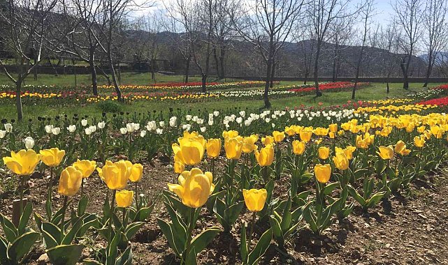 Lale, İbradı&#039;ya gelir kaynağı olacak