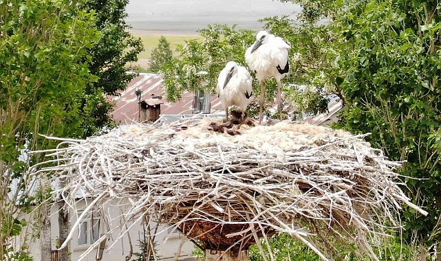 Leylekler, 46 yıldır aynı direkte yuva yapıyor