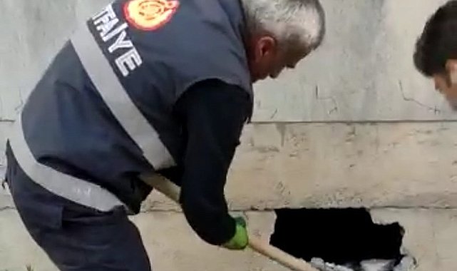 Mahsur kalan kediyi itfaiye ekipleri kurtardı