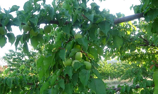 Malatya'da kayısı üreticisi hasat için gün sayıyor