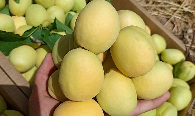 Malatya'nın turfanda kayısısı pazarda