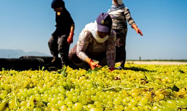 Manisa Büyükşehir'den üzüm üreticisine 100 bin sepet desteği