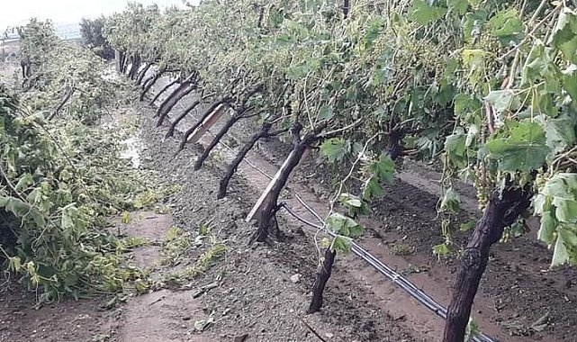 Manisa'da şiddetli dolu yağışı bağlarda zarara yol açtı