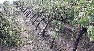 Manisa'da şiddetli dolu yağışı bağlarda zarara yol açtı