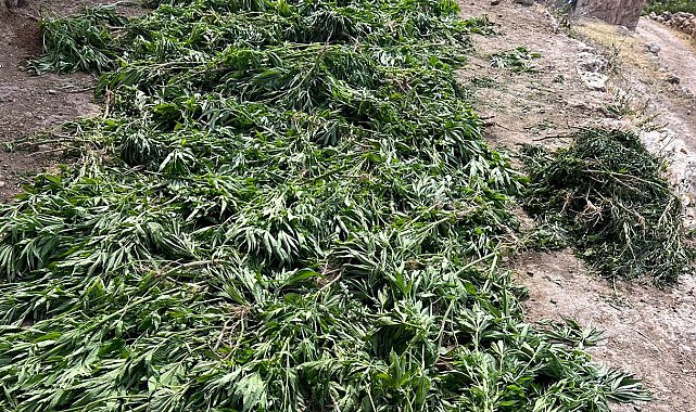 Mardin&#039;de jandarma ekipleri 42,5 kilogram esrar ele geçirdi