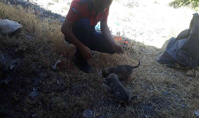 Mardin'de kuyuya düşen yavru köpekler itfaiye ekipleri tarafından kurtarıldı