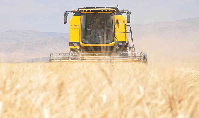 Mardin&#039;de sulu tarım arazilerinde buğday rekoltesi sevindiriyor